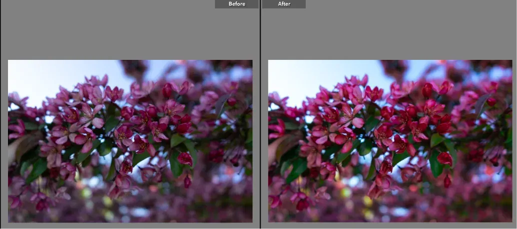 A photo edited with subtle tonal tweaks in Lightroom